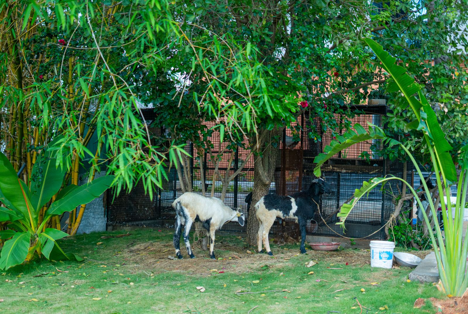 serene resort hyderabad nature surroundings